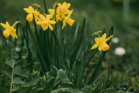 Spring in the city, Prague Stock Photos