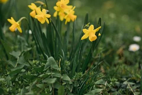 Spring in the city, Prague Stock Photos