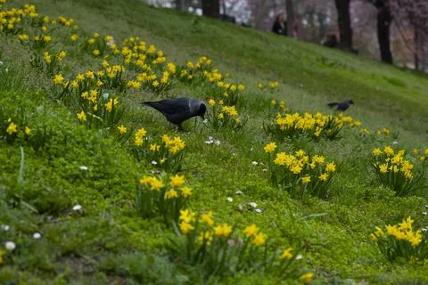 Spring in the city, Prague Stock Photos
