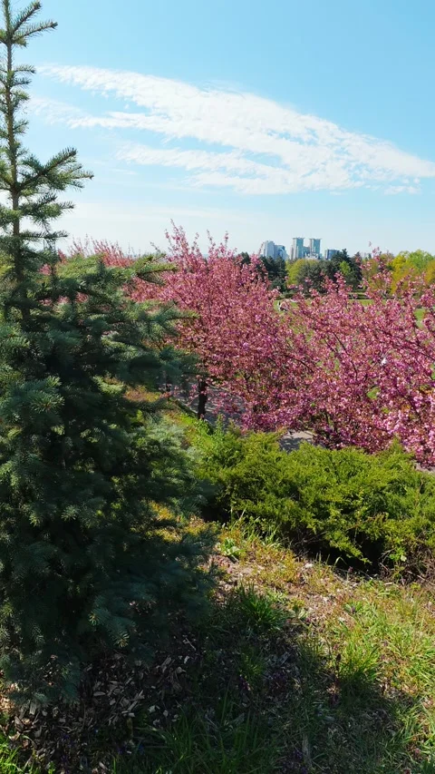 Spring City Skyline View Through Blooming Pink Cherry Trees Stock Footage 338990076