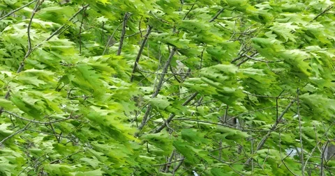 Spring in city, treetops shaking at wind Stock Footage 107921801