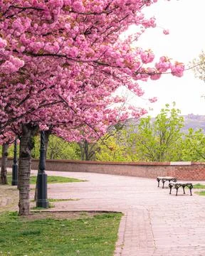 Spring cityscape with blooming cherry trees on Tth rpd promenade, Buda Cast.. Stock Photos