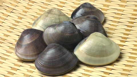Spring Clam Platter Stock Footage 327481987