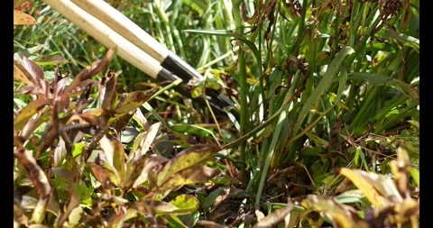 Spring cleanup: cutting branches into smaller pieces with pruning shears Stock Footage 333979717