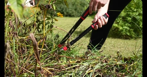 Spring cleanup: cutting branches into smaller pieces with pruning shears Stock Footage 333979753
