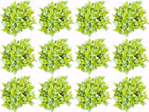 Spring clear pattern with green fresh leaves Illustrazione stock