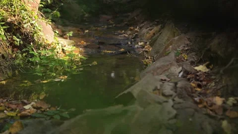 Spring, clear water flows in a fast smooth stream over the stones along greenery Stock Footage 163424877