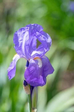 Spring Close-up of a flower of bearded iris (Iris germanica) on blurred green Stock Photos