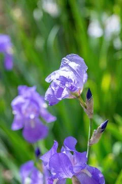 Spring Close-up of a flower of bearded iris (Iris germanica) on blurred green Stock Photos