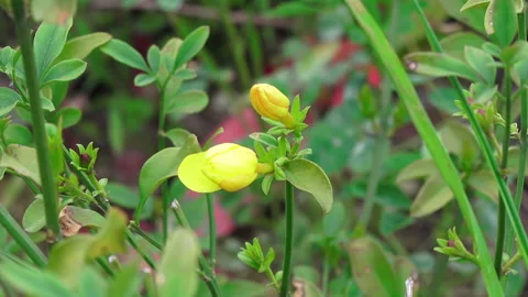Spring, close-up flowers Stock Footage 88228084