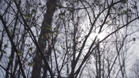 Spring Close-up - Sunlight through trees in a danish forest. Video stock 135758535