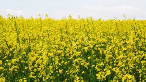 Spring close up yellow canola field blooming rapeseed farm. Agricultural fi.. 스톡 동영상 271255723