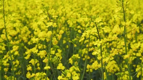 Spring close up yellow canola field blooming rapeseed farm. Agricultural fi.. 스톡 동영상 271255774