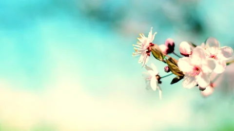 Spring closeup scene with blooming pink cherry branch on teal sky Видео 60084650