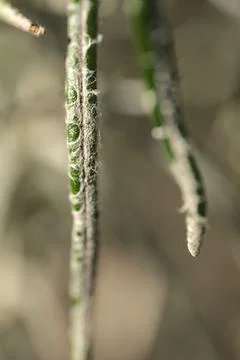Spring closeup view of silver sage (Artemisia cana) stem, evergreen bush Stock Photos