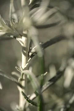 Spring closeup view of silver sage (Artemisia cana) stem, evergreen bush Foto stock