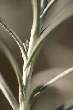 Spring closeup view of silver sage (Artemisia cana) stem, evergreen bush Stock Photos
