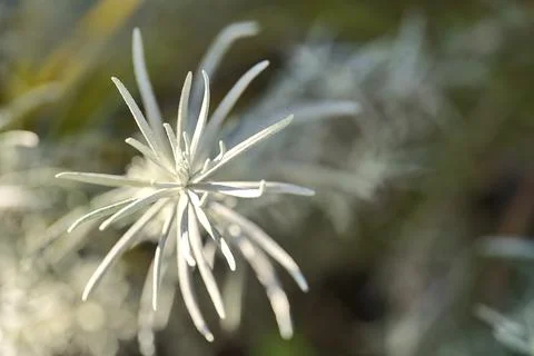 Spring closeup view of silver sage (Artemisia cana) stem, evergreen bush Stock Photos