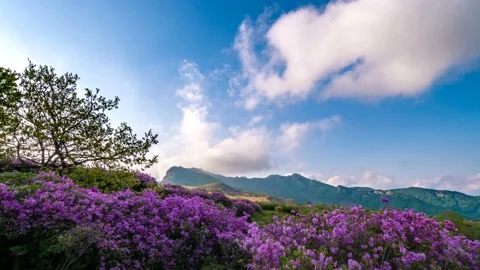In the spring, the clouds flow over the beautifully decorated azalea. Stock Footage 145890341