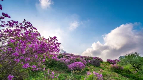 In the spring, the clouds flow over the beautifully decorated azalea. Vidéo 145890363