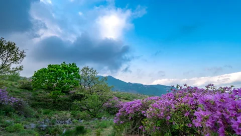 In the spring, the clouds flow over the beautifully decorated azalea. Stock Footage 145890367