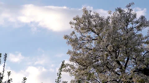 Spring Clouds HD Stock Footage 23639467