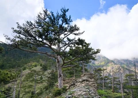 Spring cloudy view of slope of aj-petri mount (ukraine) Stock Photos