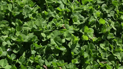 Spring clover Stock Footage 22770323