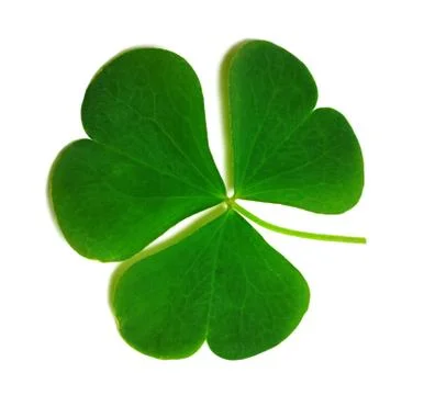 Spring clover leaf isolated on white background Stock Photos