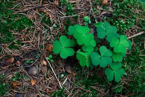 Spring Clover in a Pine Forest Stock Photos