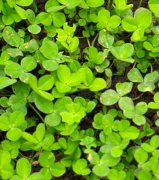 Spring clover spring for good luck Stock Photos