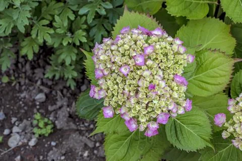 In spring, clusters of white and yellow flowers bloom. Hydrangea macrophyll.. Stock Photos