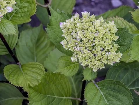 In spring, clusters of white and yellow flowers bloom. Hydrangea macrophyll.. Stock Photos