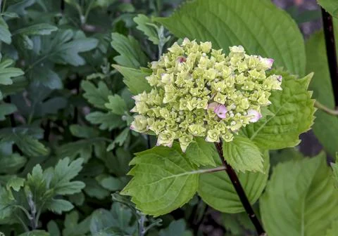 In spring, clusters of the white and yellow flowers bloom. Hydrangea macrop.. Stock Photos