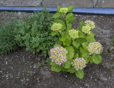 In spring, clusters of white and yellow flowers bloom. Hydrangea macrophyll.. Stock Photos