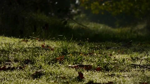 Spring cobwebs illuminated by the sun Stock Footage 146304014