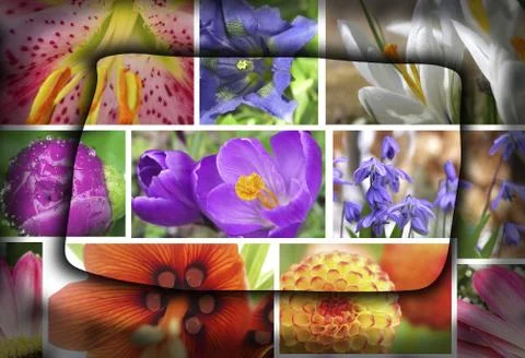 Spring collage flowers -  crocus, lily, dahlia, gentian, peony Stock Photos