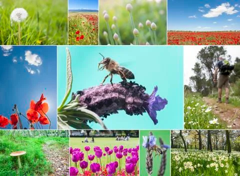 Spring collage Stock Photos