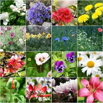 Spring collage Stock Photos