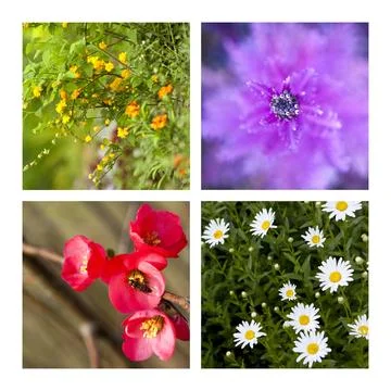 Spring collage Stock Photos