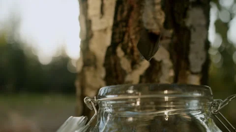 Spring collection of birch sap Stock Footage 266991045