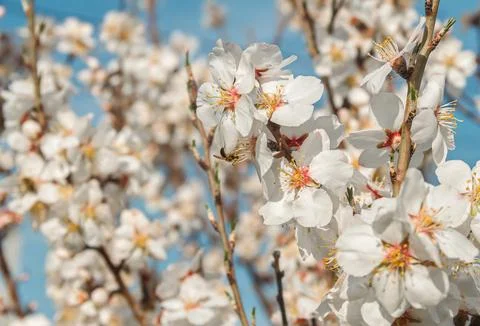 Spring color Stock Photos