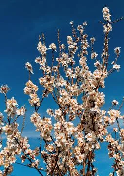 Spring color Stock Photos