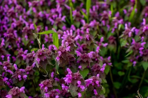 Spring color Stock Photos