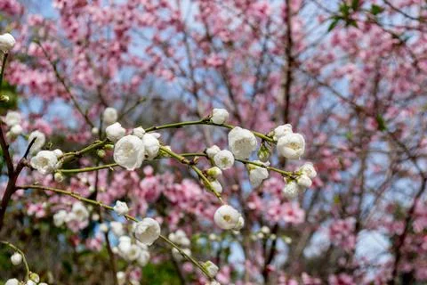 Spring color Stock Photos