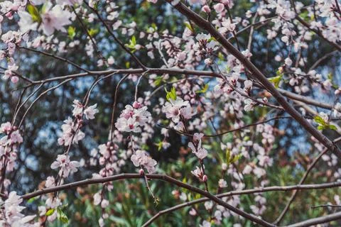 Spring color Foto stock