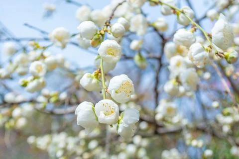 Spring color Stock Photos