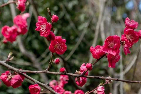 Spring color Stock Photos