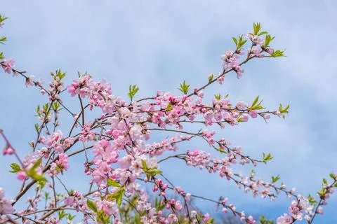 Spring color Stock Photos