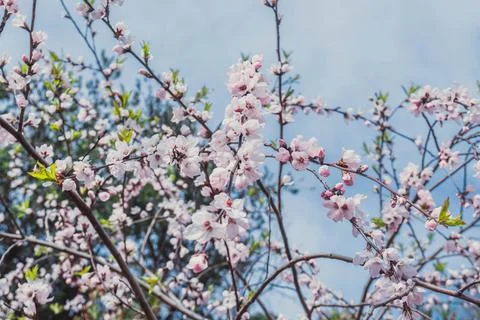 Spring color Stock Photos